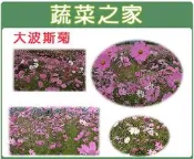 【蔬菜之家滿額免運】H08.墨西哥大波斯菊種子600顆(顏色綜合， 美化綠化環境作物)