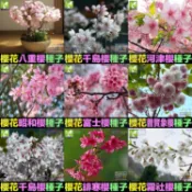 ㊣【我會發芽】櫻花種子 多年生林木 花卉種子 櫻花樹 觀賞性極強 易栽好活 陽台盆栽