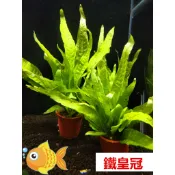 鐵皇冠 80/盆  鐵皇冠沉木 水耐熱中景草 後景草 蕨類植物 陰性水草(神經病水草水族）