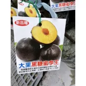 大果黑糖蜜李王特價250元