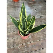 植入日常 大盆虎尾蘭 8寸盆 送禮盆栽首選  淨化空氣/網美植物/室內植物/ 辦公室植物 交換禮物 店面擺設