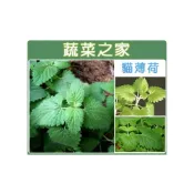 (店+)【蔬菜之家】K14.貓薄荷種子0.18克約200顆 嫩葉可泡茶.加在沙拉中、燉肉或烤肉的調味.可做貓的玩具