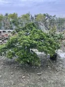 《榮恩園藝》盆植羅漢松，高度2-3米，寬度1.5-2米，頭部直徑10-20公分，每次兩棵起