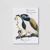 BIRDER 系列- Blue-faced Honeyeater