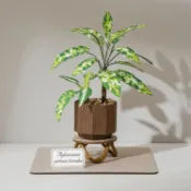 【墊腳石】知音Jean 紙植栽雷射材料包-迷彩粗勒草