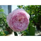 玫瑰花🌹自由精神.強香.蔓性🌹使用玫瑰專用土.英國玫瑰.藤本月季