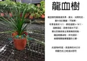 心栽花坊-龍血樹/龍鐵樹/8吋盆/綠化植物/室內植物/觀葉植物/售價400特價300