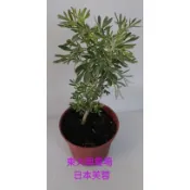 東大興農場 日本 芙蓉 3寸盆 觀賞盆栽  觀葉植物 景觀植物 庭園綠化植物