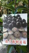 水果苗 ** 喬尼爾樹葡萄 ** 6吋盆/高30-40cm/早生大果嘉寶果【花花世界玫瑰園】OvO