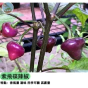 【超可愛飛碟造型】紫色飛碟辣椒種子 可食用觀賞兩用 結果纍纍 變色辣椒 陽台盆栽 辣度適中 做泡菜裝飾 新手易種