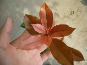 ╭＊田尾玫瑰園＊╯新品種綠籬樹種-( 紅芽石楠)高30cm60元