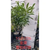 金棗 金棗苗 金棗樹苗 金棗盆栽 金棗盆栽苗 金棗果苗 金棗豐產果苗
