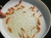淡水 魚苗 魚苗買賣 吳郭魚 草魚 烏鰡魚 白鰱魚 鯽魚 鯉魚 鯰魚 加州鱸 台灣鯛 小錦鯉 小龍鯉 金魚 斑鱧 錦鯉