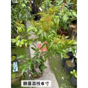霏霏園藝鵝蛋荔枝高壓苗掛花滿滿的高度70公分高以上6-7吋盆一顆1400