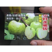 『少籽水蜜芭樂』芭樂苗／5吋盆