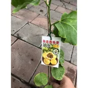 黃金  百香果｜3.5吋苗植袋～嫁接果苗⋯