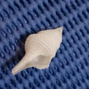 貝殼標本-菲律賓捲管螺-1710