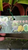 ╭ ＊田尾玫瑰園＊╯新品種水果苗-(非洲百香果)3吋200元
