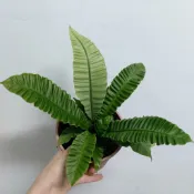 【植覺】銀翼山蘇\蕨類植物