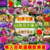 💯正品【60款新手種植花卉種子】好養活四季種植花卉 鮮花混合鮮花種子薰衣草 波斯菊茉莉梔子花種子四季可播種 家庭陽台庭院