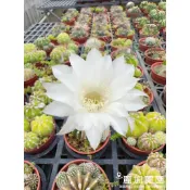 麗加-短毛丸、世界之圖系列 大棵漂亮先出-熱門療癒 仙人掌-開花是很大朵的大白花或粉花-多肉植物-仙人球-短刺球體超可愛