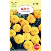 愛上種子 萬壽菊【花卉種子】 天星牌 花卉小包裝種子