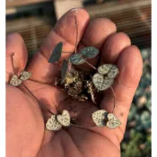 多肉植物-愛之蔓（穴盤苗不附花牌）-慈碩農場