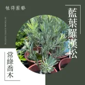 植得｜藍葉羅漢松｜羅漢松｜庭園綠化｜景觀樹｜風水植物｜陽台盆栽｜室外植物｜耐修剪｜招財植物