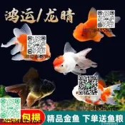小型淡水觀賞魚耐活好養冷水金魚觀賞魚活魚苗魚缸小魚紅白錦鯉