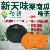 城禾農產🍃 新天味栗子南瓜種子 12粒 新天味南瓜種子 栗子南瓜種子 栗南瓜種子 南瓜種子 日本南瓜種子 栗子南瓜種子