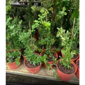 一禪種苗園-果實紅冠群芳〈狀元紅/台灣火刺木〉喬木小品-6吋盆/似古代狀元帽上的裝飾/艷麗討喜/莖上長著棘刺/插花素材
