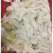 魷魚鰾/🦑魷魚標🦑/尤魚膘/1kg/大包裝/真空包裝/解凍/歡迎批發零售餐飲業者合作/燒烤店/現炒店/海鮮餐廳 軟嫩又脆