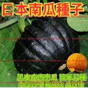 日本南瓜種子 栗子南瓜 貴族南瓜 西洋南瓜 蜜南瓜 家庭菜園 瓜果苗 庭院栽種 陽台盆栽 爬藤植物 自種蔬菜 綠色果園