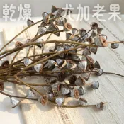 尤加利老果 尤加利新果 乾燥花 綜合 不凋花 永生花 卡斯比亞 星辰花 麥穗 兔尾草 滿天星 插花花材 裝飾 花束 花藝