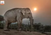【colatour 可樂旅遊】芭達雅｜大象叢林保護區　Elephant Jungle Sanctuary - Pattaya 大象餵食體驗（不含接送）