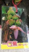 花田厝 水果苗 ** 一口蕉 ** 6吋苗/高30-50cm 蛋蕉(旦蕉) OvO