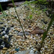 ＊長安建材行＊ 雨後的詩意(珊瑚黃與漢白玉的相遇) 
