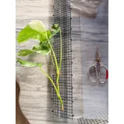 小石頭大世界🌎半圓水苔柱 龜背芋半圓攀爬柱 園藝 植物攀爬柱