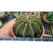 ~~友仙屋仙人掌與多肉植物--9028.LB   2178