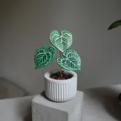 密脈花燭盆栽