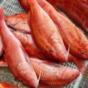 澎湖野生秋姑/龍蝦肉般體驗（有實體店面）
