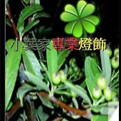 {小葉家}狀元紅 台灣火刺木2018／11～12月份新鮮種子