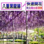 八重黑龍藤🟡矮化盆栽🟡已會開花 紫藤 日本紫藤 樹苗 紫色錫葉藤 錫葉藤 樹紫藤 紫藤苗 矮生盆栽 矮化盆栽