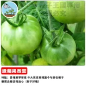 【大果綠寶石】蘋果綠番茄種子 大果番茄 青蘋果番茄 微酸甜脆 家庭菜園 陽台盆栽 生吃料理兩用