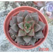 多肉植物-3寸盆大和錦-慈碩農場