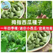 台灣現貨 拇指西瓜種子 盆栽陽台種植 迷你水果 新奇趣味 可食用 盆栽 家庭園藝 特色小品 春播種子 居家綠化 新手友善
