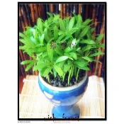 希望森林【種子盆栽專用種子~~羅漢松 】 40顆30元 好種,新手入門,精典必種