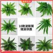 高仿真波斯蕨類龜背葉 塑料綠植配件 植物牆婚慶壁掛裝飾 造景小草 園藝裝飾 xd1