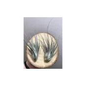 (店+)空氣鳳梨 河豚 ehlersiana（大）非常好養