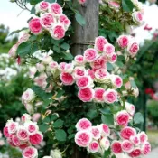 台灣現貨現發 精選 爬藤月季大花薔薇花苗  四季開花 藤本月季花苗  庭院爬藤植物玫瑰花卉